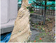 庭木の冬囲い 低木 バラ ツツジ ムシロ シート使用の冬囲いと 高木の雪吊り方法を紹介 住まいるオスカーのリフォーム