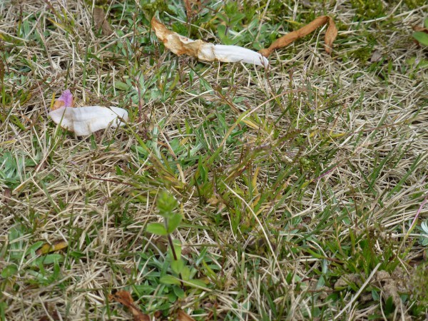 雑草だけに効く除草剤と草むしり 肥料を使った芝生のお手入れは春ががんばり時 年の経験をシェアします 住まいるオスカーのリフォーム