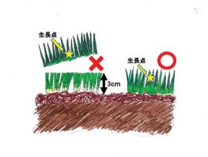 芝生が青々とするための根切りと芝刈りのタイミングと道具について年の経験をシェア 住まいるオスカーのリフォーム