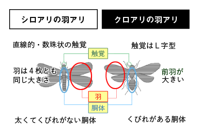 の と シロアリ 違い アリ 羽