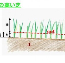 芝生の上手な管理方法。芝刈り、肥料、目土、水やりのポイントの画像