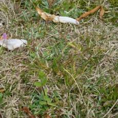 雑草だけに効く除草剤と草むしり、肥料を使った芝生のお手入れは春ががんばり時！20年の経験をシェアします。の画像