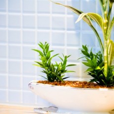 春から観葉植物を育ててみよう！意外な効果と育てるポイントの画像