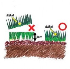 芝生が青々とするための根切りと芝刈りのタイミングと道具について20年の経験をシェアの画像