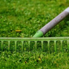 プロに頼んでみよう、庭のお手入れ。植木業者選びのポイントは？の画像