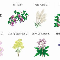 秋の野花を楽しむ!「秋の七草」を見つけよう!の画像
