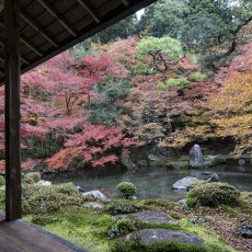 紅葉の時機到来！毎日落ちる庭の落ち葉の処理方法の画像