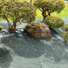 お庭の草むしり気になるなぁ～。そうだ！！住まいるオスカーに相談しよ！！の画像