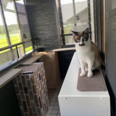 猫たちが遊べるようにバルコニーをキャットテラスへの画像